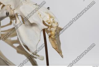 Photo Textures of Hen Skeleton